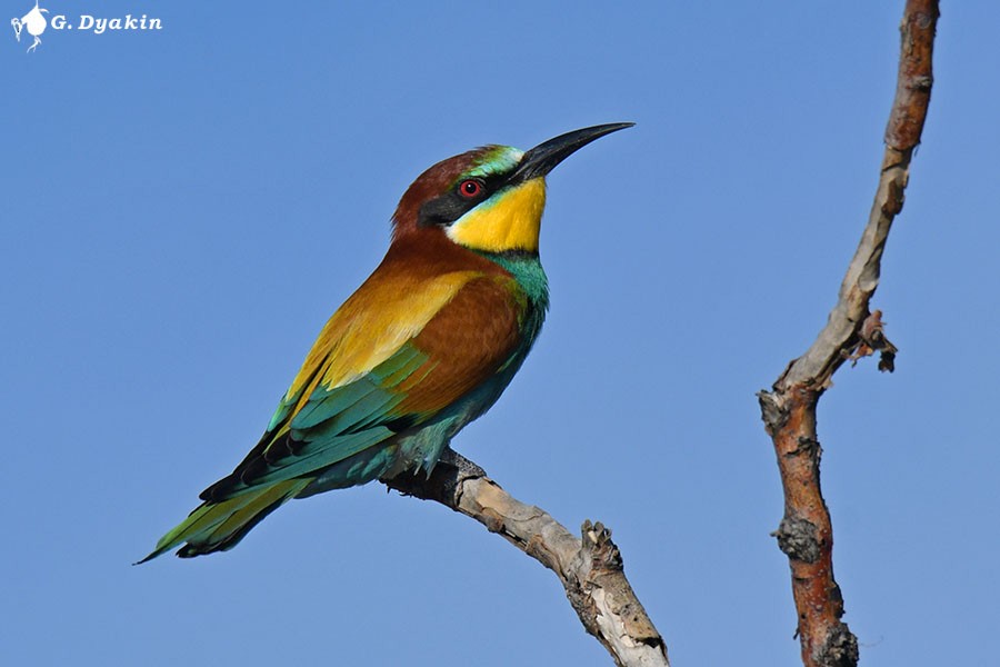 European Bee-eater - Gennadiy Dyakin