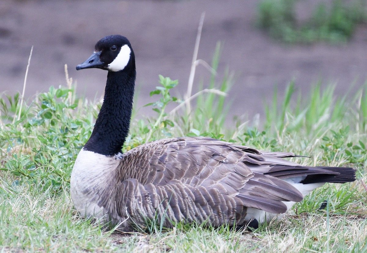 Canada Goose - Steven Mlodinow