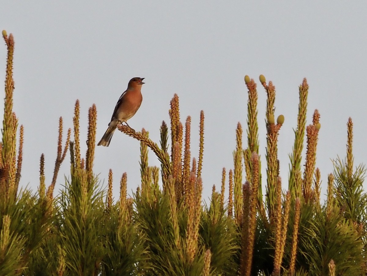 Common Chaffinch - Francisco Rivas  🪶