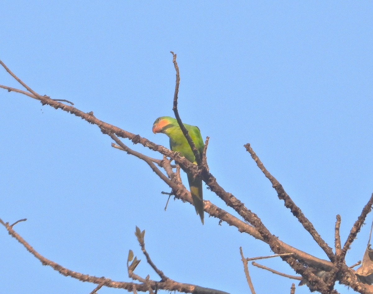 Long-tailed Parakeet - ML619623423