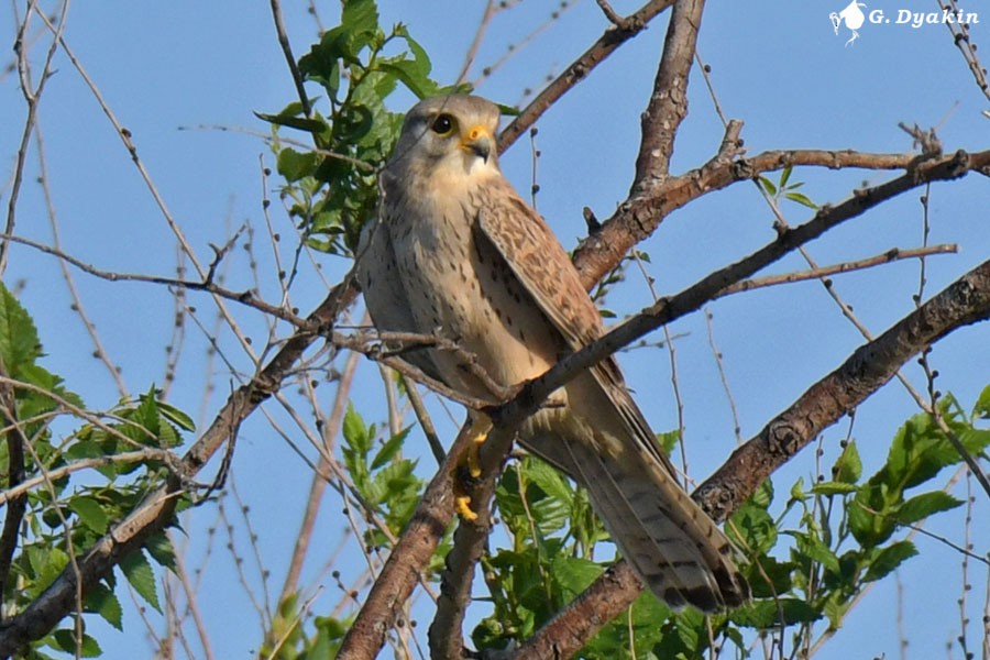 Eurasian Kestrel - Gennadiy Dyakin