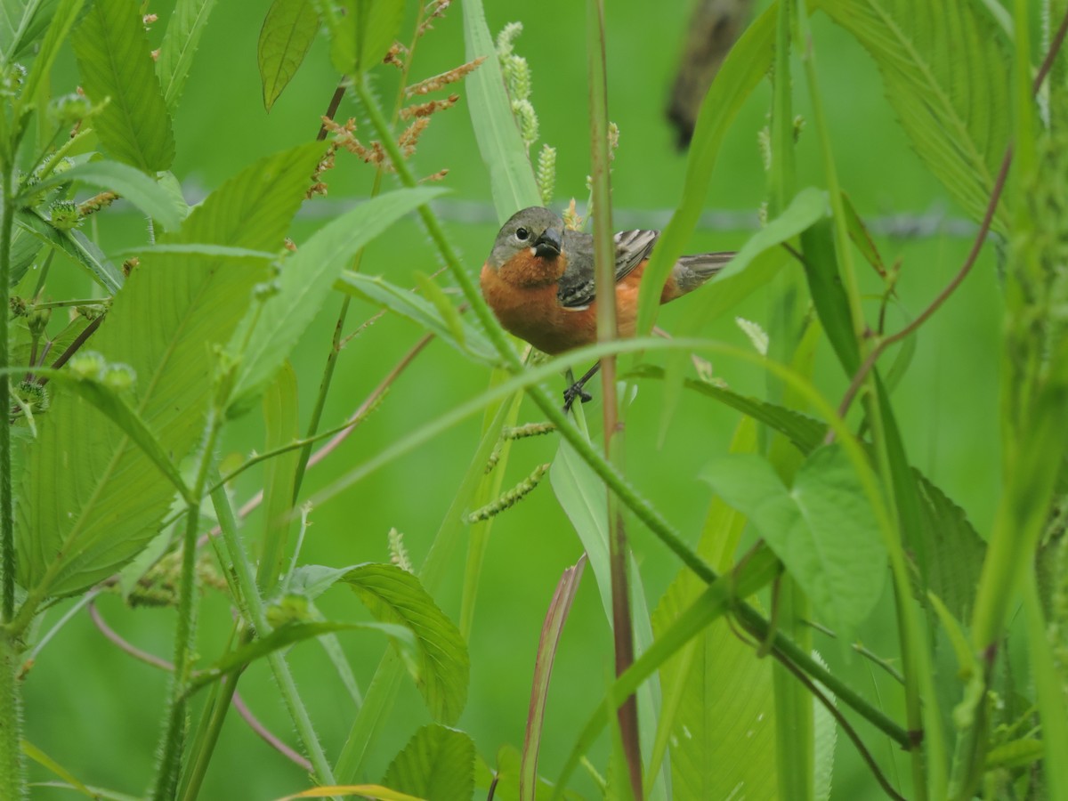 Ruddy-breasted Seedeater - Abigail Valderramos Villanueva