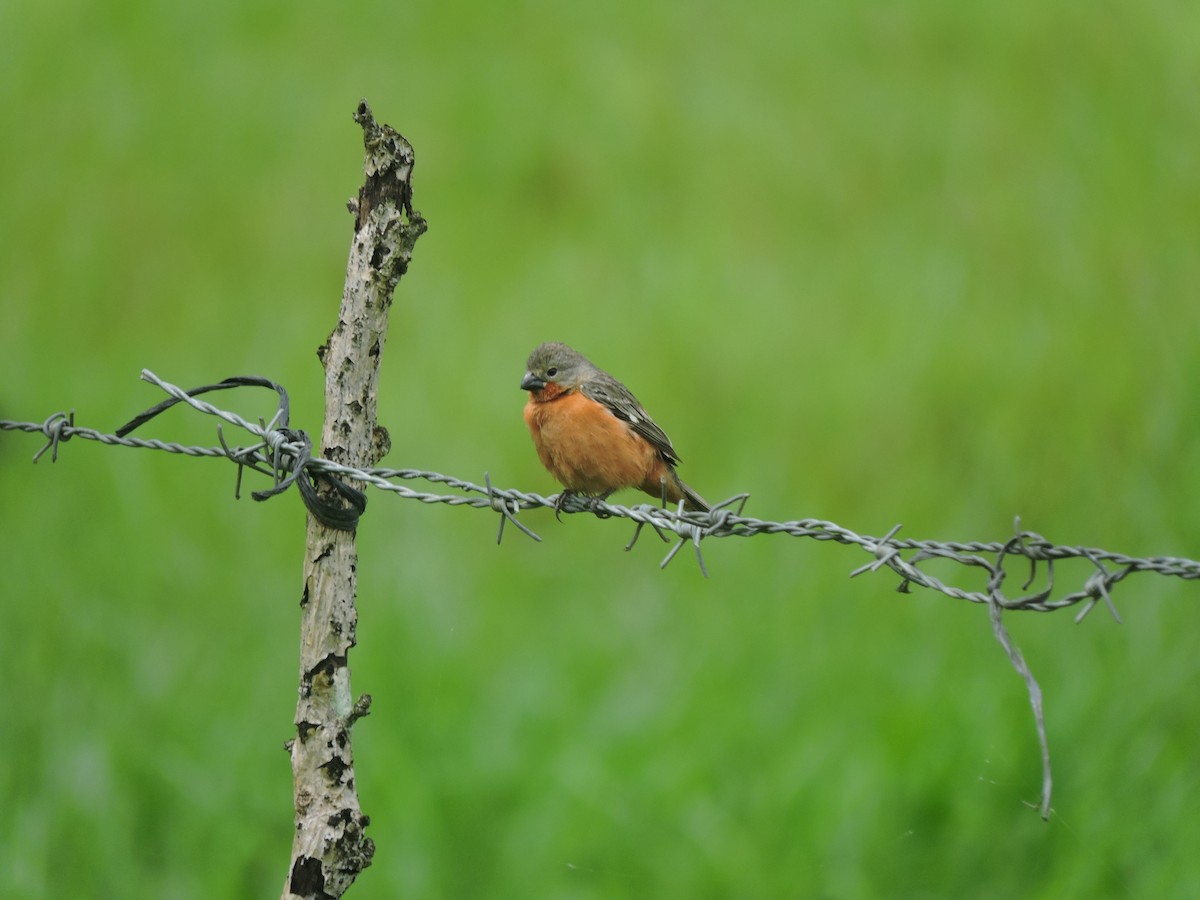 Ruddy-breasted Seedeater - Abigail Valderramos Villanueva