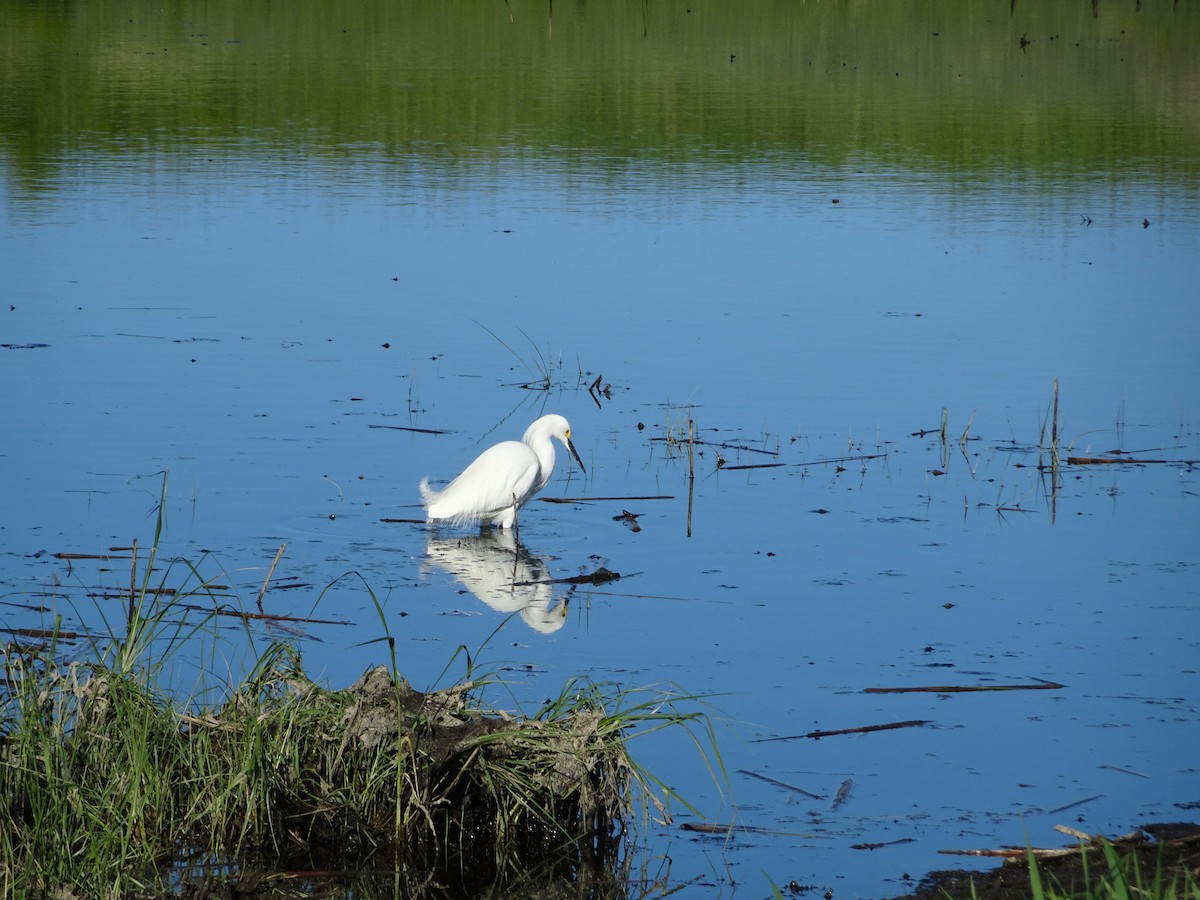 Snowy Egret - Erika Gordon