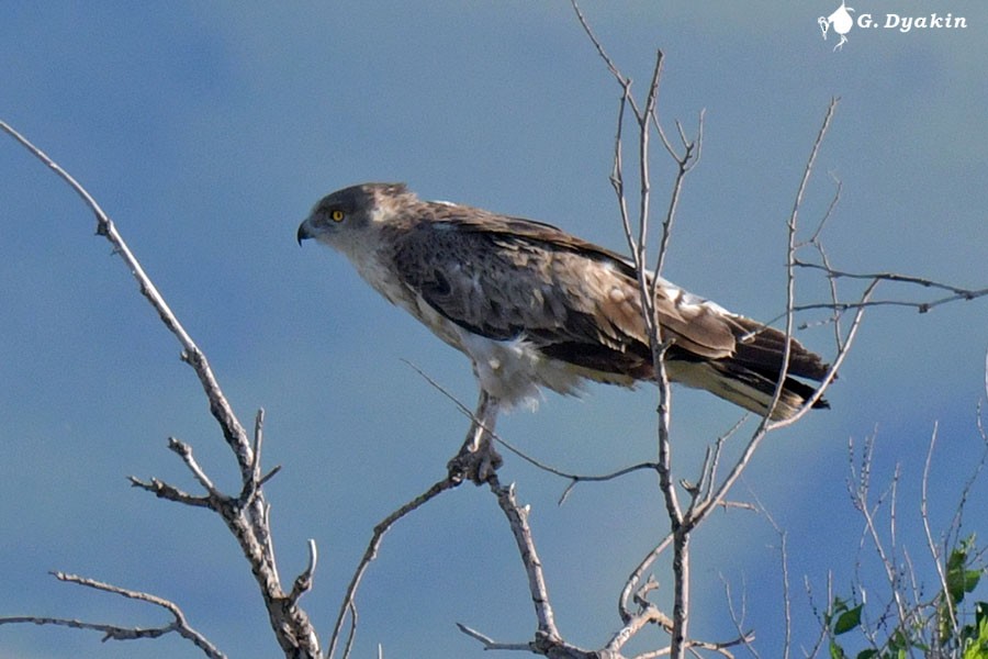 Short-toed Snake-Eagle - Gennadiy Dyakin