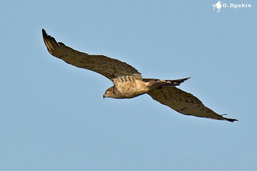 Short-toed Snake-Eagle - Gennadiy Dyakin