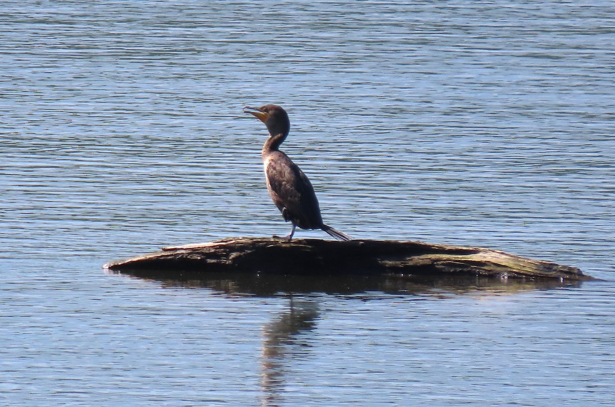 Double-crested Cormorant - Anne Mytych