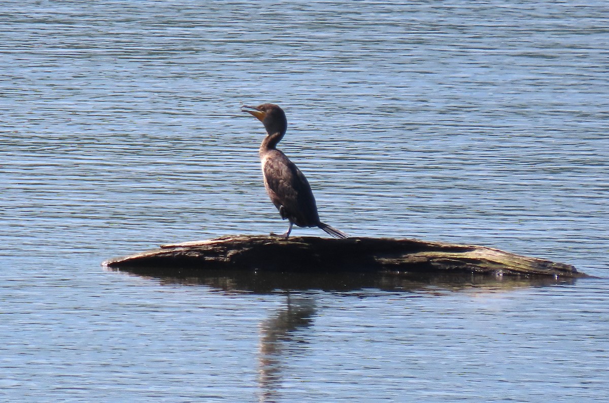 Double-crested Cormorant - ML619623452