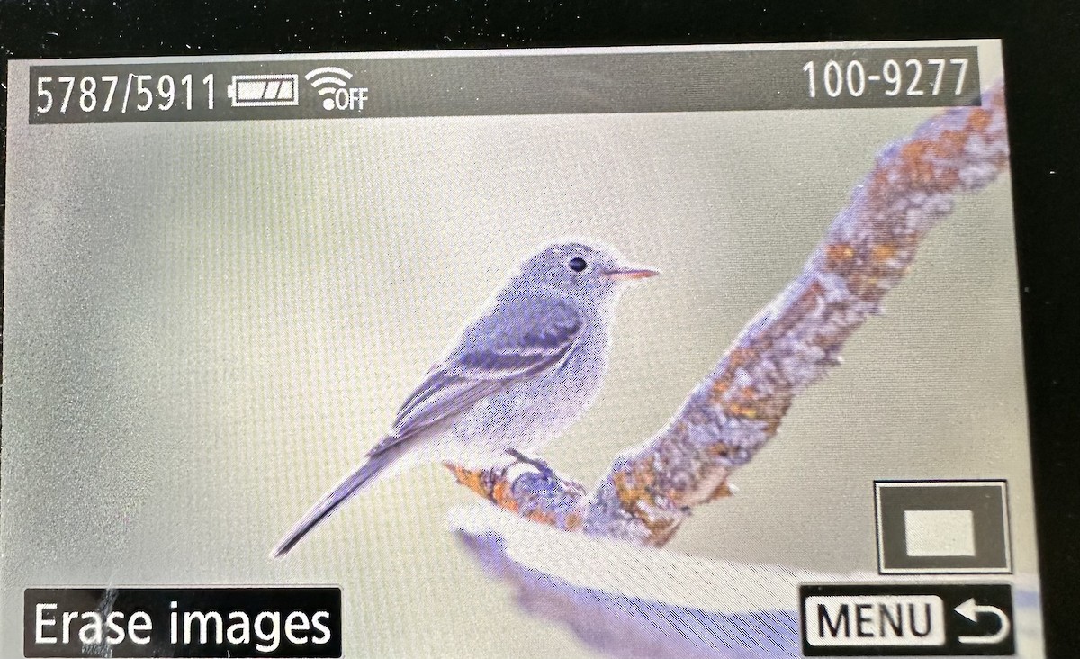 Gray Flycatcher - Nathan  Adams