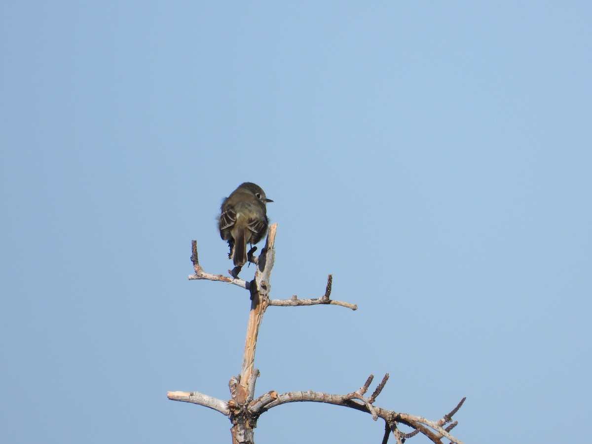 Dusky Flycatcher - ML619623456