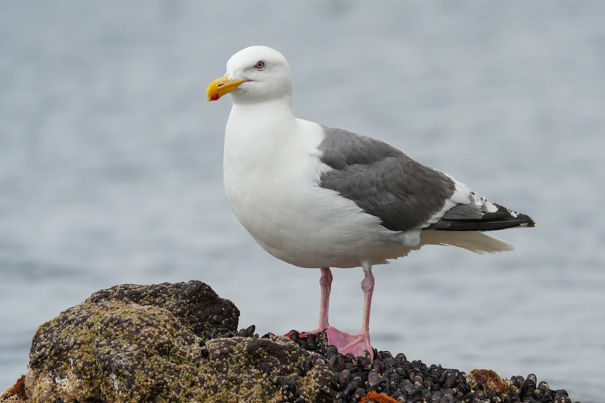 Мартин охотський - ML619623457