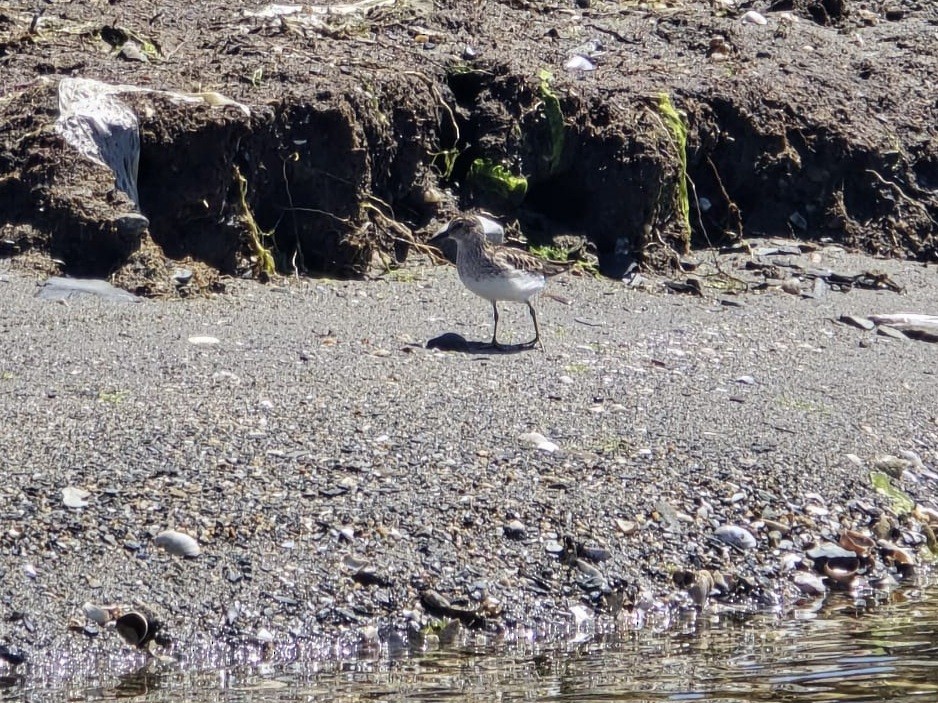 Least Sandpiper - Anonymous