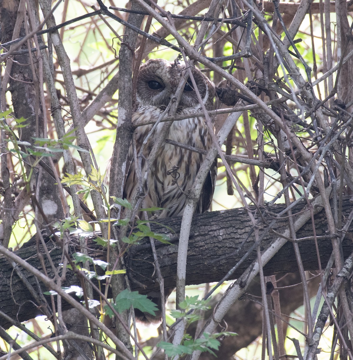 Mottled Owl - Simon Kiacz