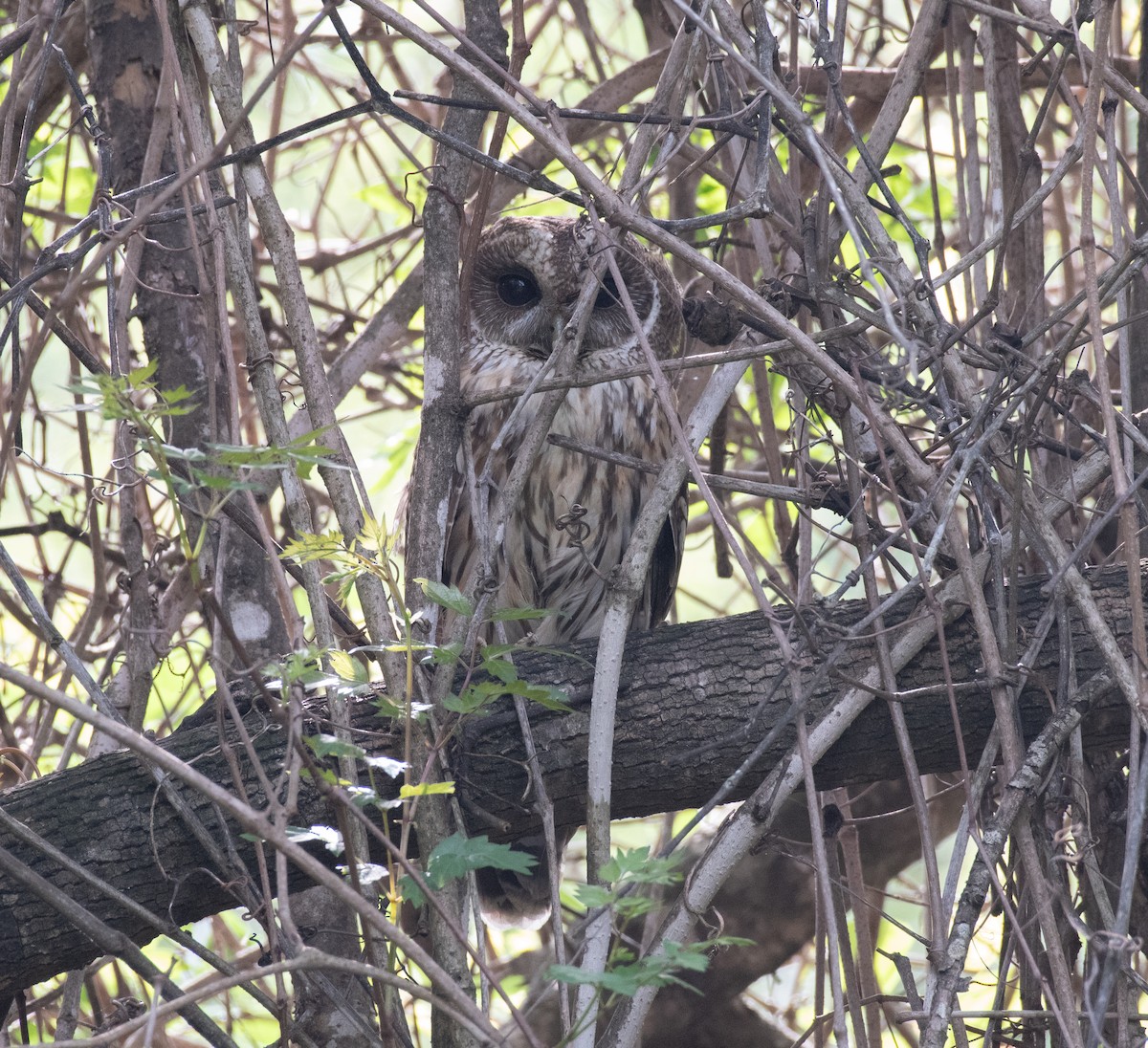 Mottled Owl - Simon Kiacz