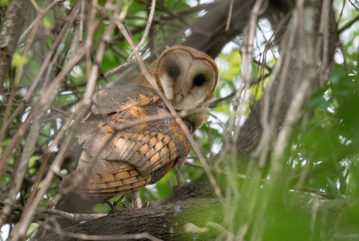 Barn Owl - Simon Kiacz