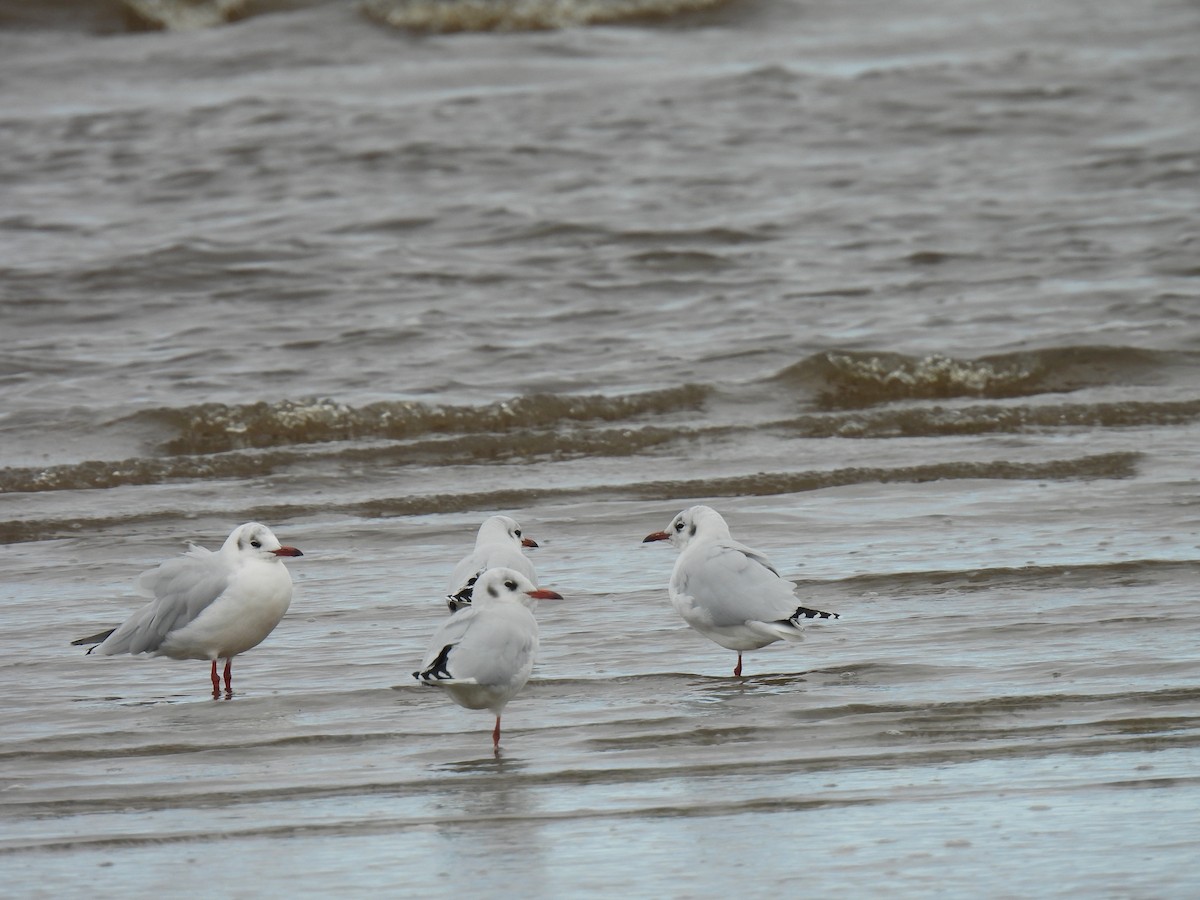 Brown-hooded Gull - Silvana Mallo