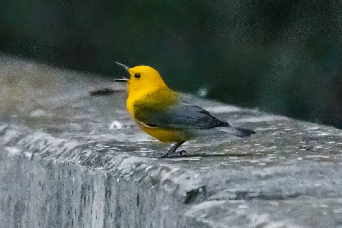 Prothonotary Warbler - Tim D