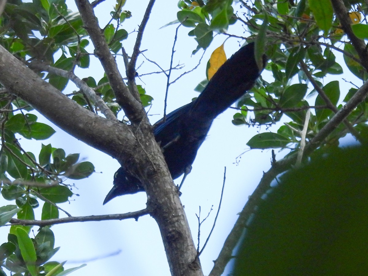 San Blas Jay - Gabriel Ugueto