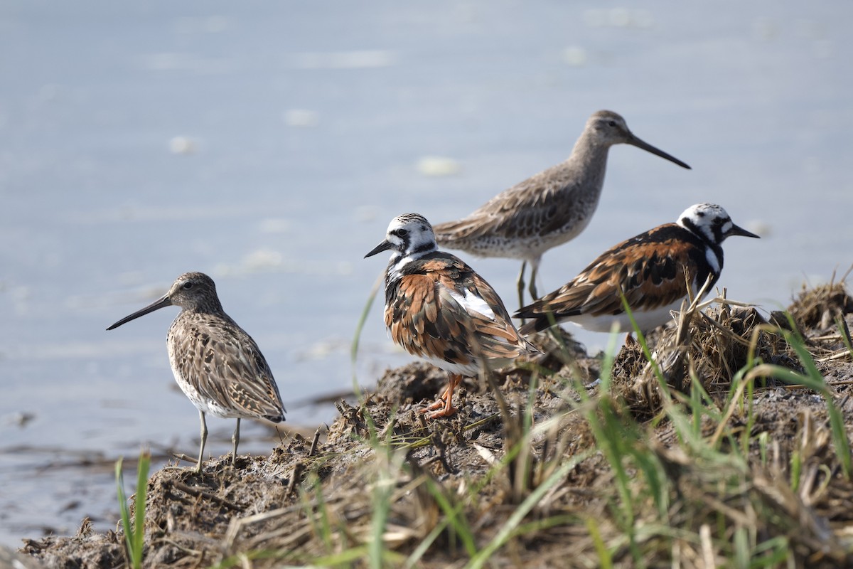 Ruddy Turnstone - Chad Hutchinson