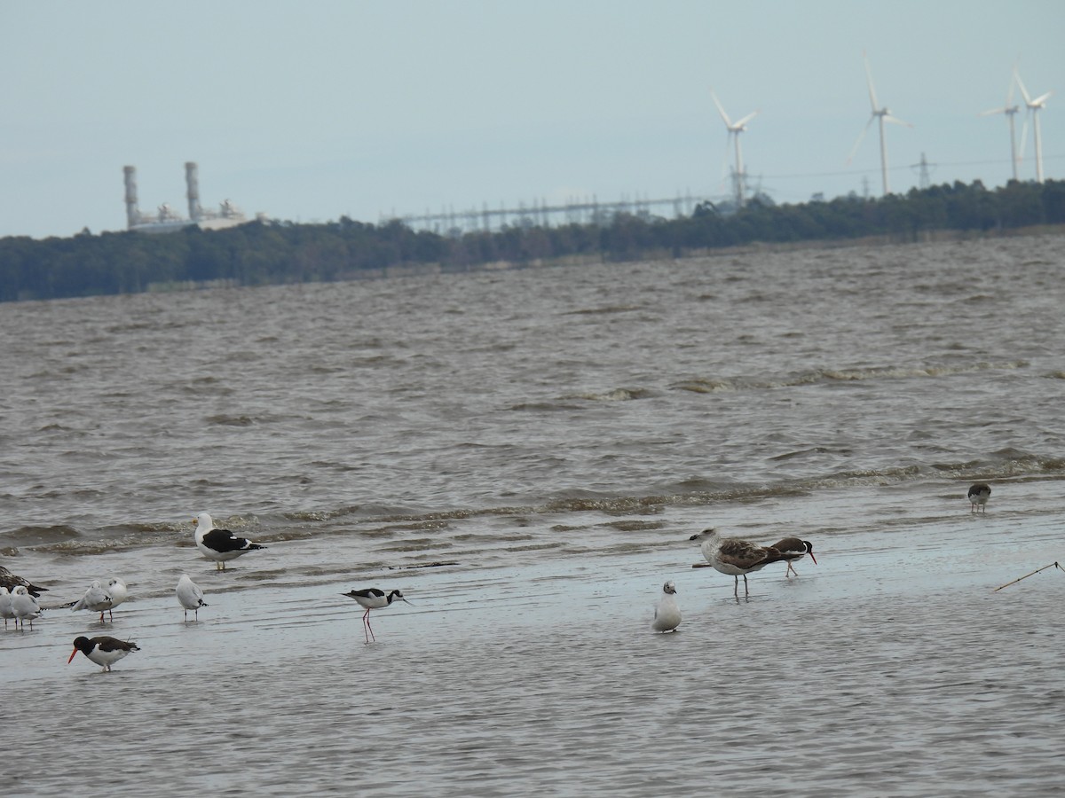 Brown-hooded Gull - Silvana Mallo