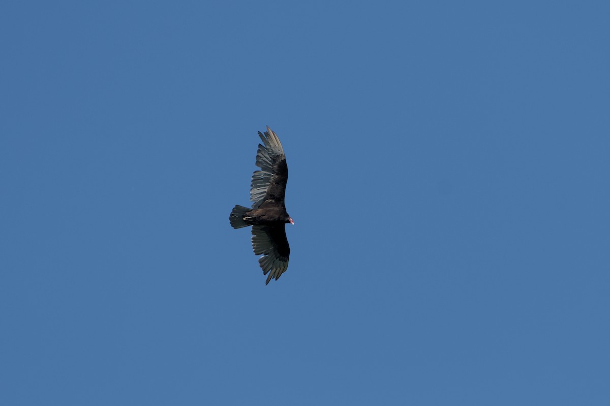 Turkey Vulture - Robert Howard