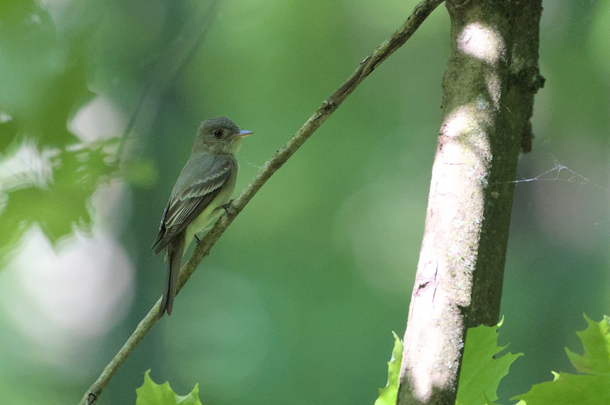 Eastern Wood-Pewee - ML619623512