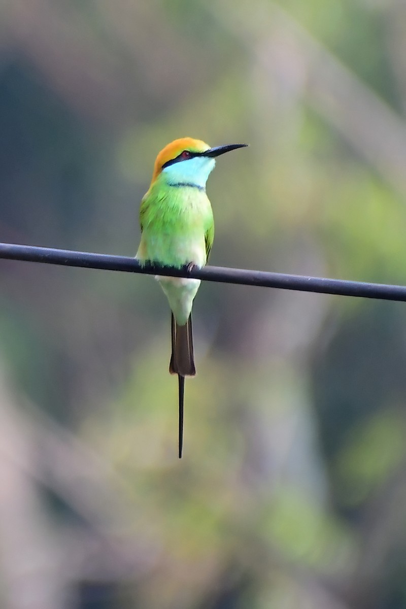 Asian Green Bee-eater - Eileen Gibney