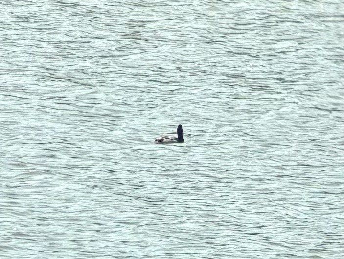 Ring-necked Duck - Braden Farris