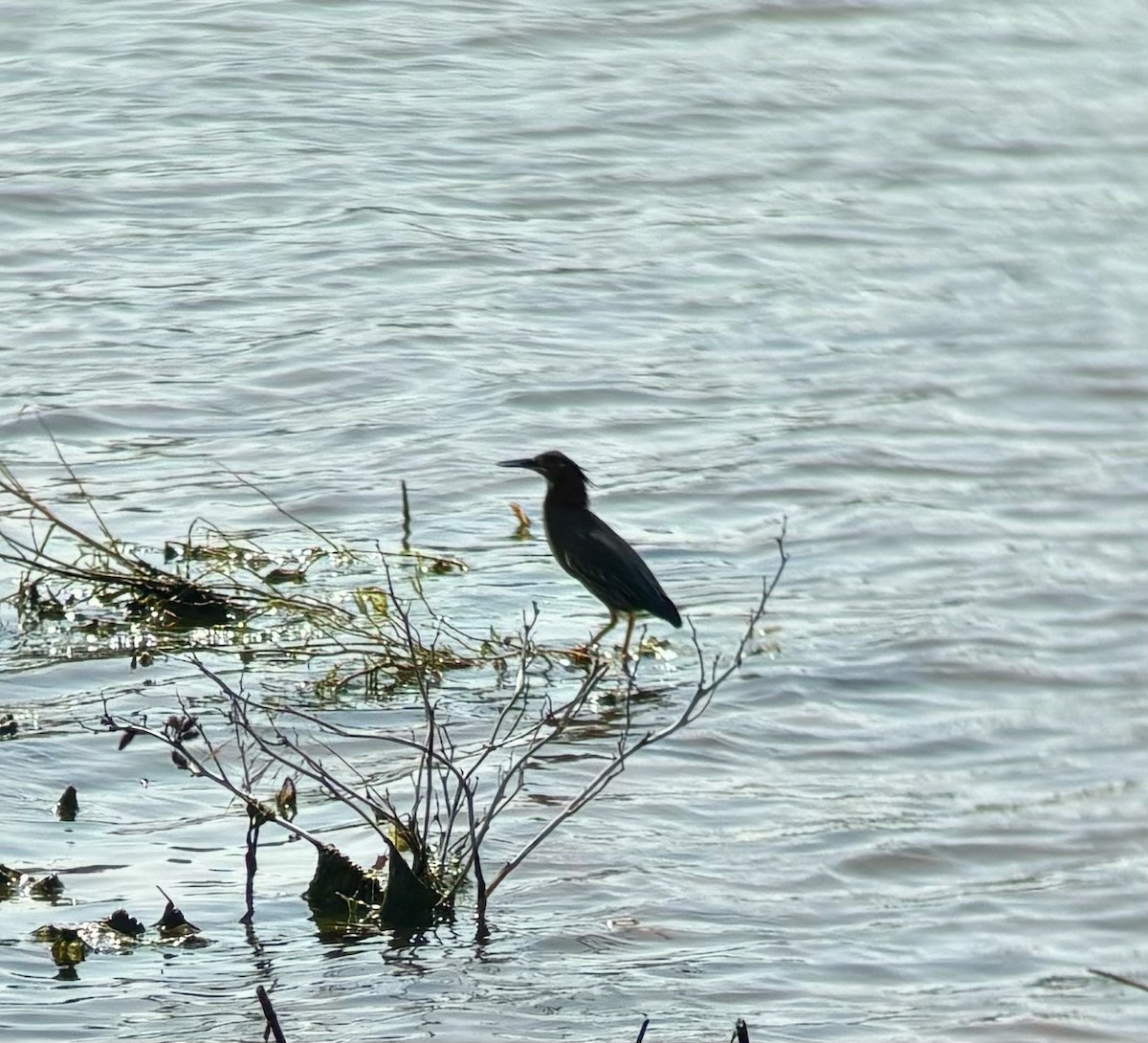 Green Heron - ML619623529