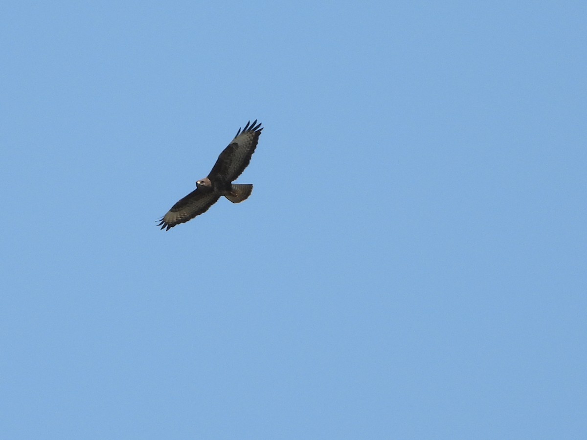 Common Buzzard - Ricardo Moral