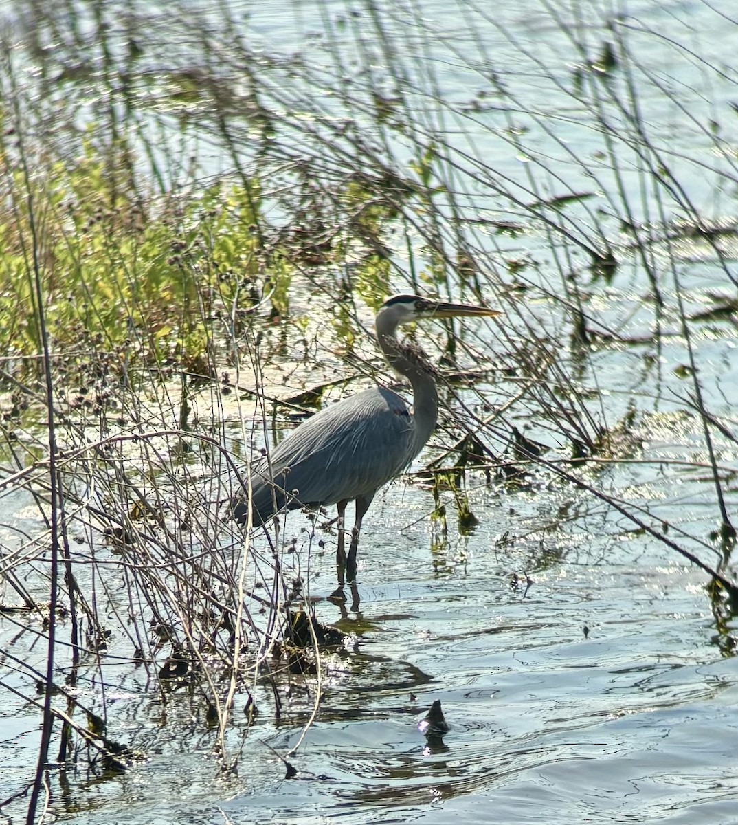 Great Blue Heron - Braden Farris