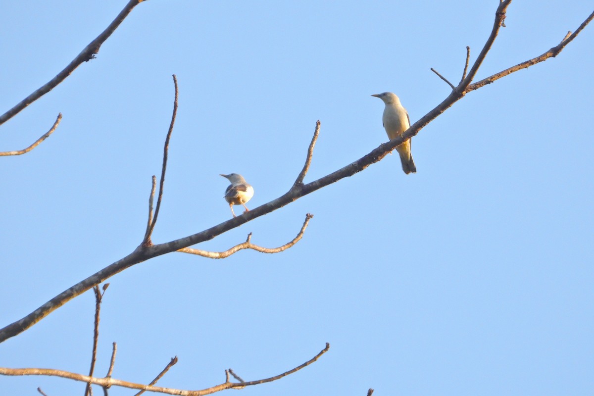 White-headed Starling - Prabhudatta Bal