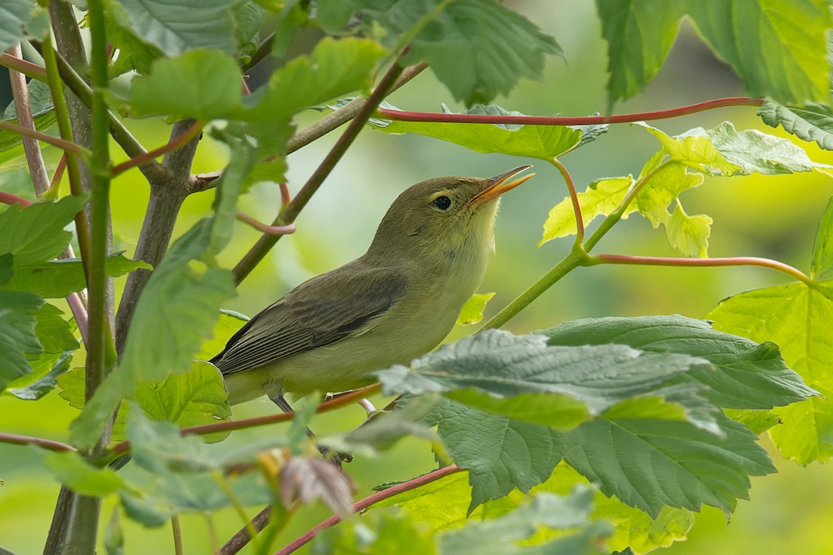 Melodious Warbler - Volker Hesse