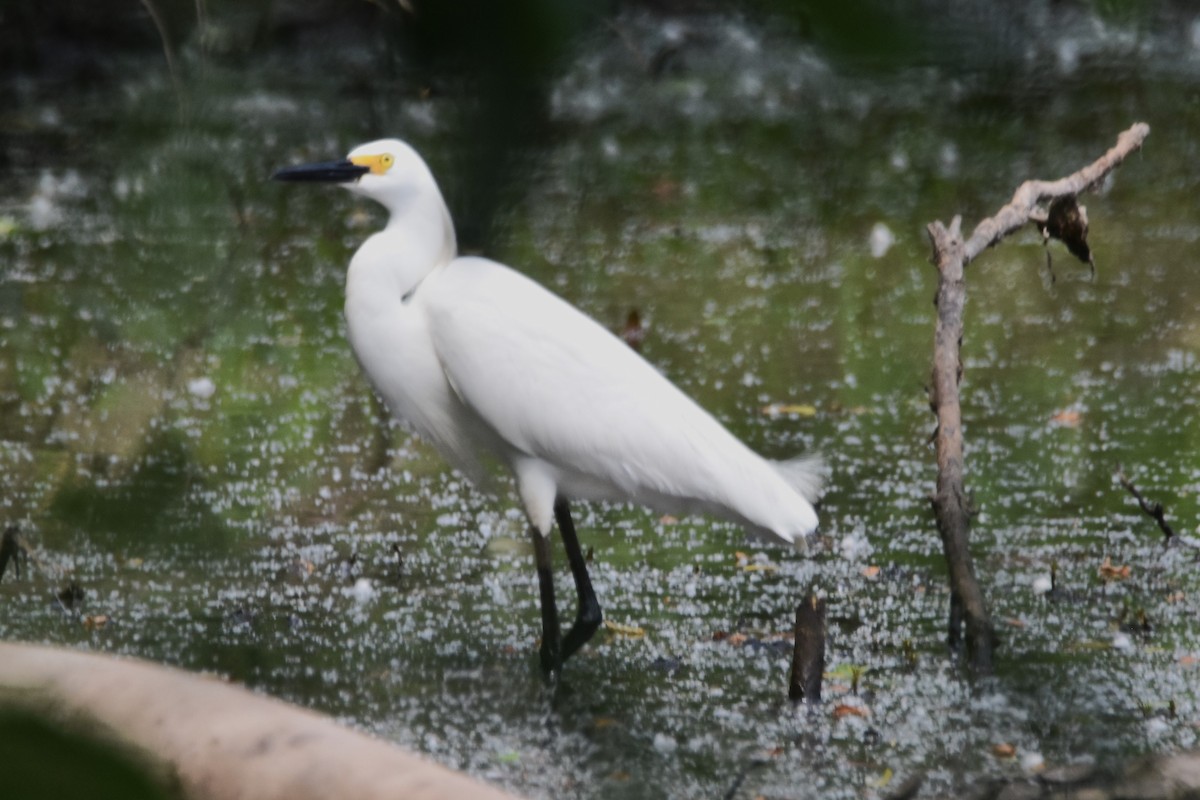 Snowy Egret - ML619623553