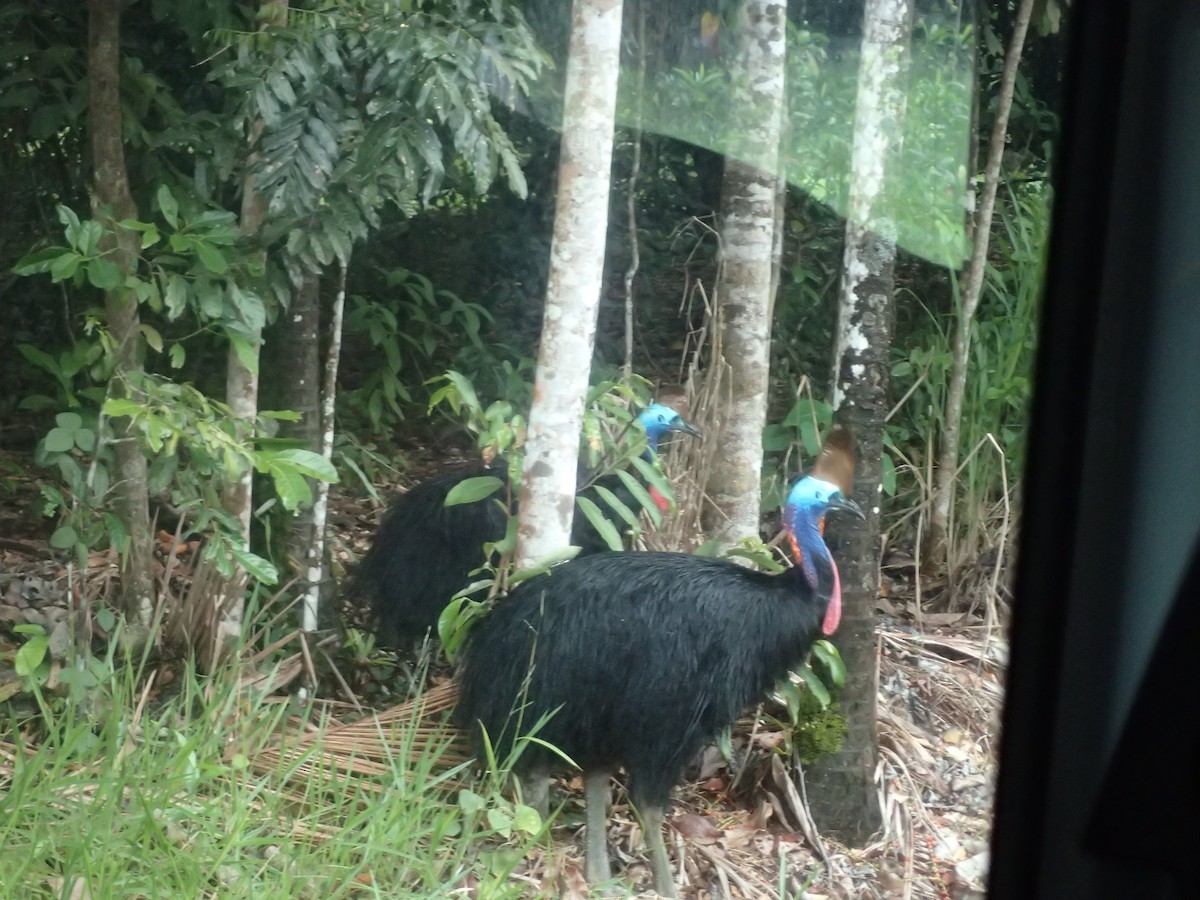 Southern Cassowary - ML619623554