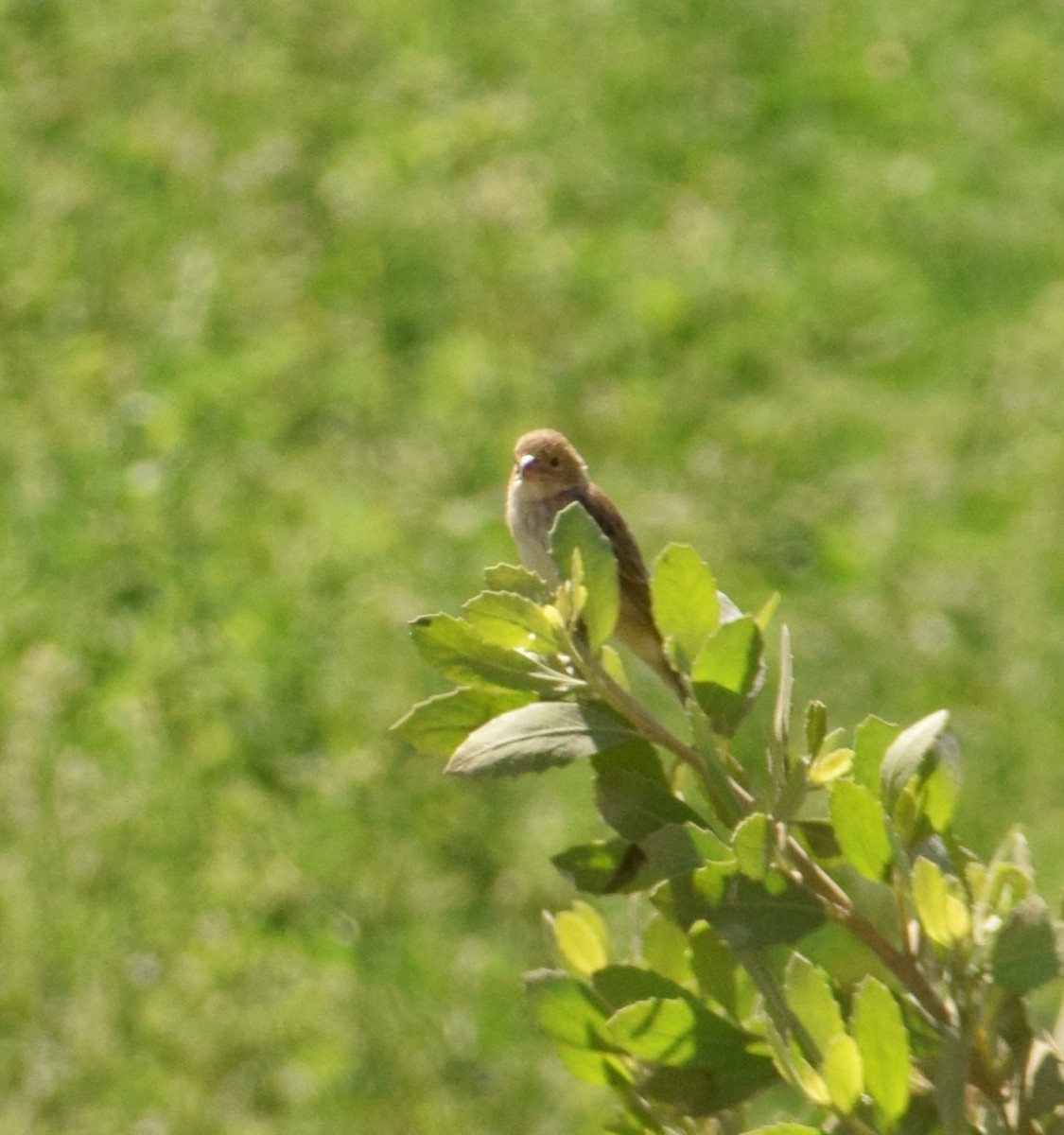 Chestnut-throated Seedeater - ML619623555