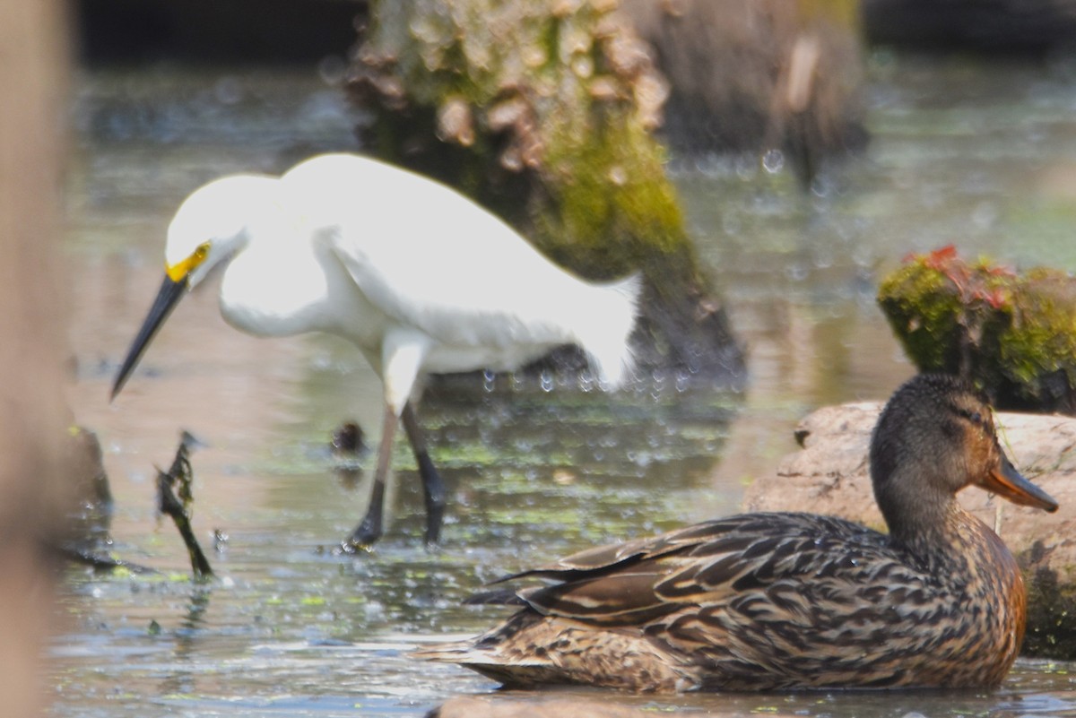 Snowy Egret - ML619623557