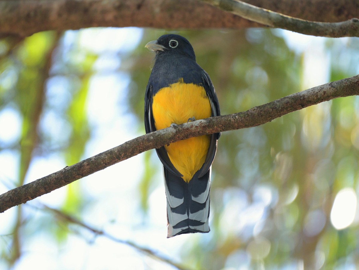 trogon zelenohřbetý - ML619623564