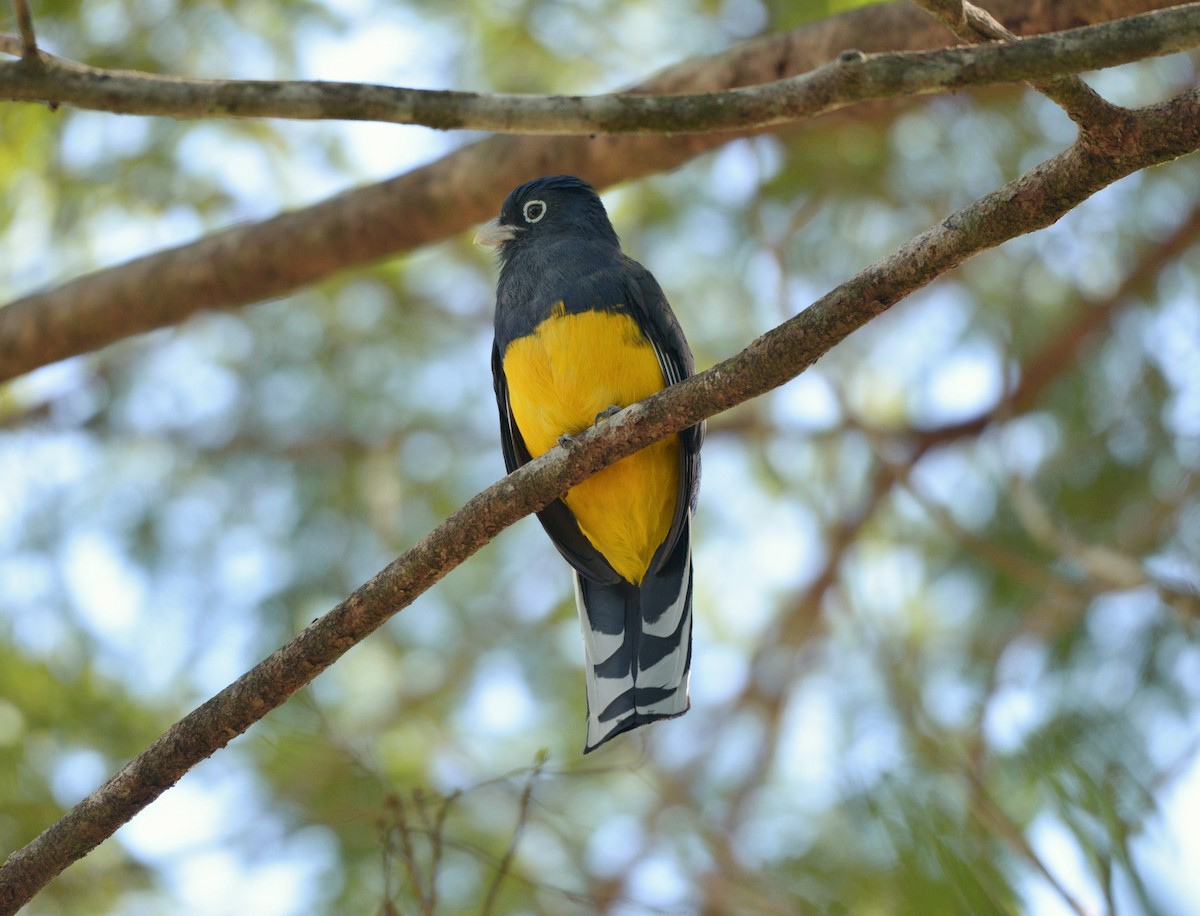 trogon zelenohřbetý - ML619623565