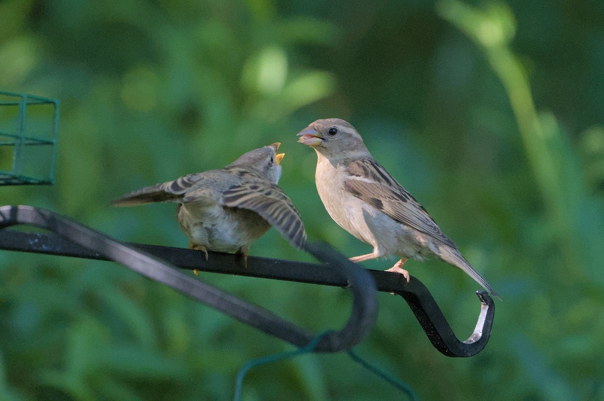 House Sparrow - Robert Howard