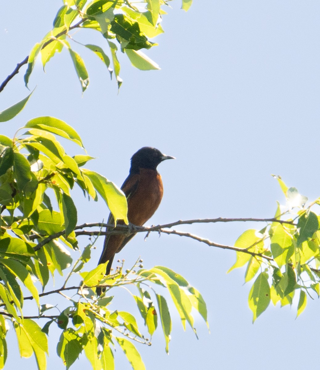 Orchard Oriole - ML619623576