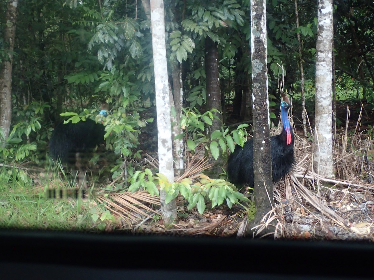 Southern Cassowary - Anonymous