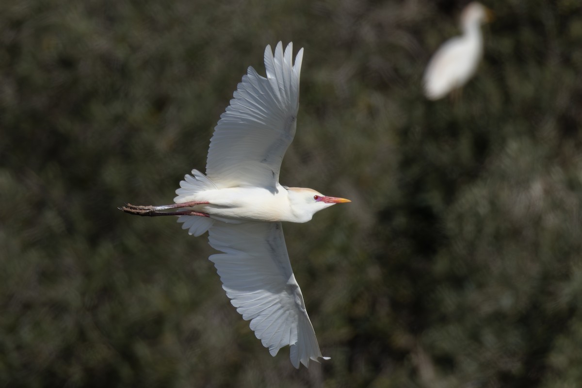 Western Cattle Egret - Joe Downing