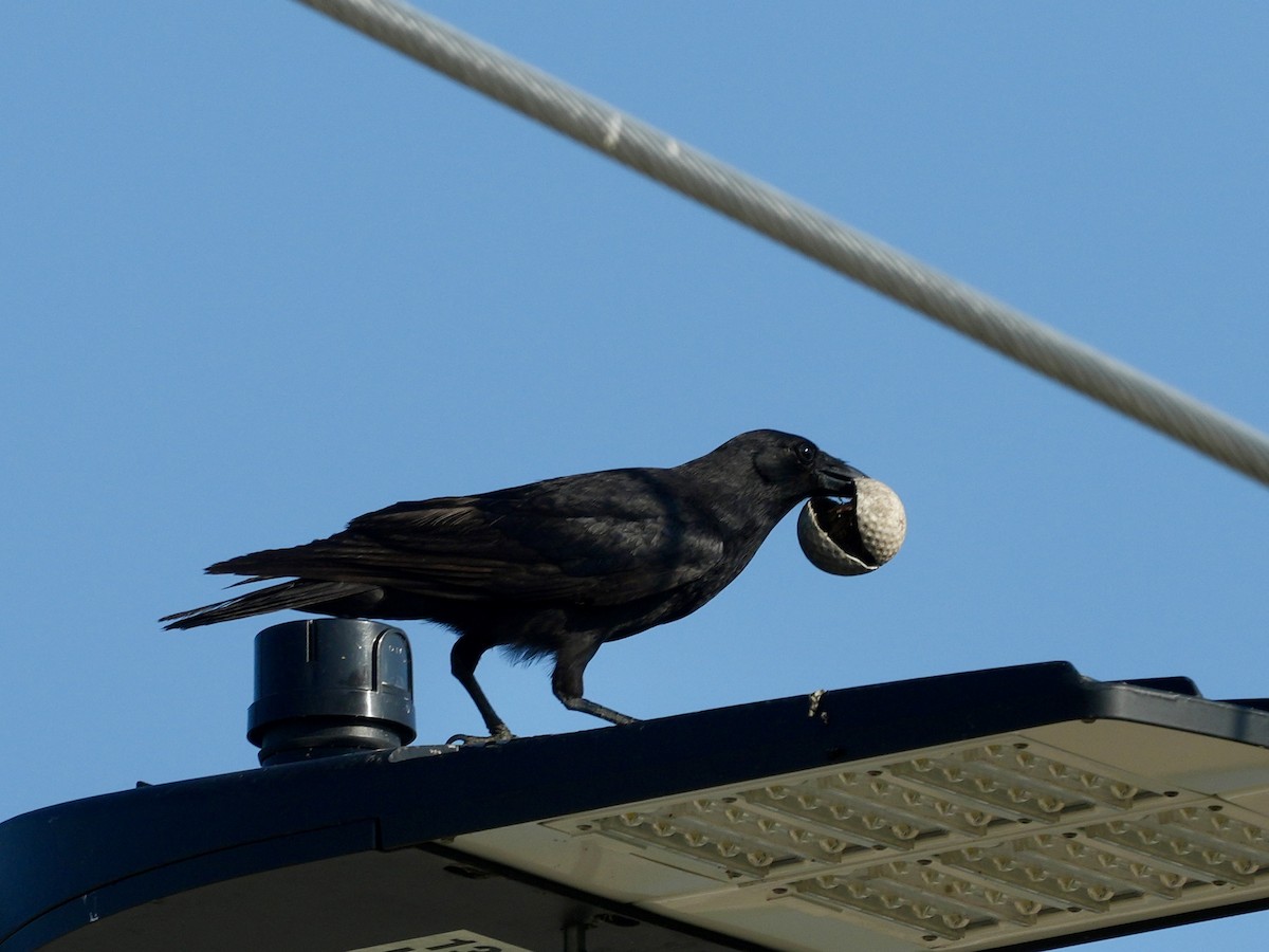 American Crow - ML619623600