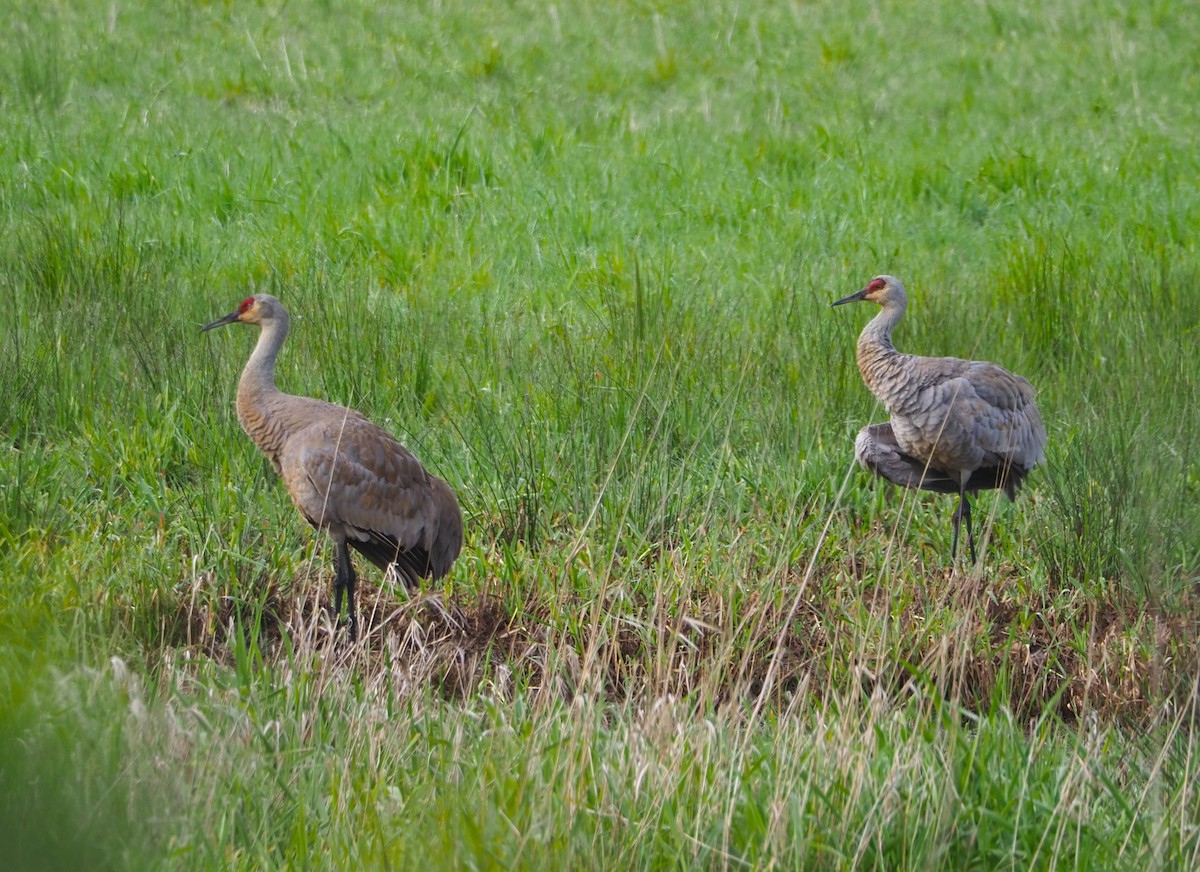 Sandhill Crane - Dick Cartwright