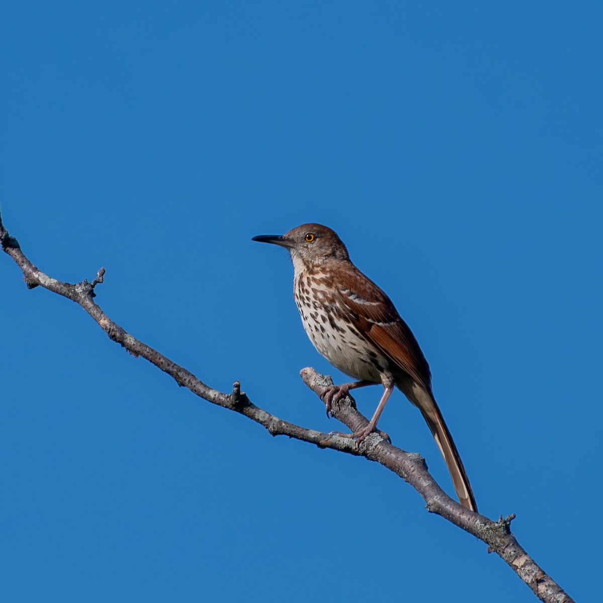 Brown Thrasher - Kevin ODonnell
