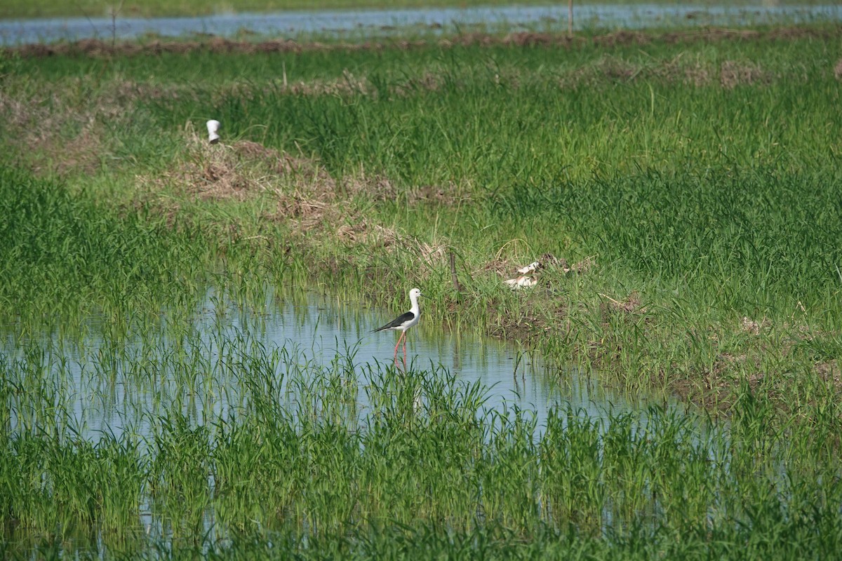 Black-winged Stilt - Daniel Blok 🦤