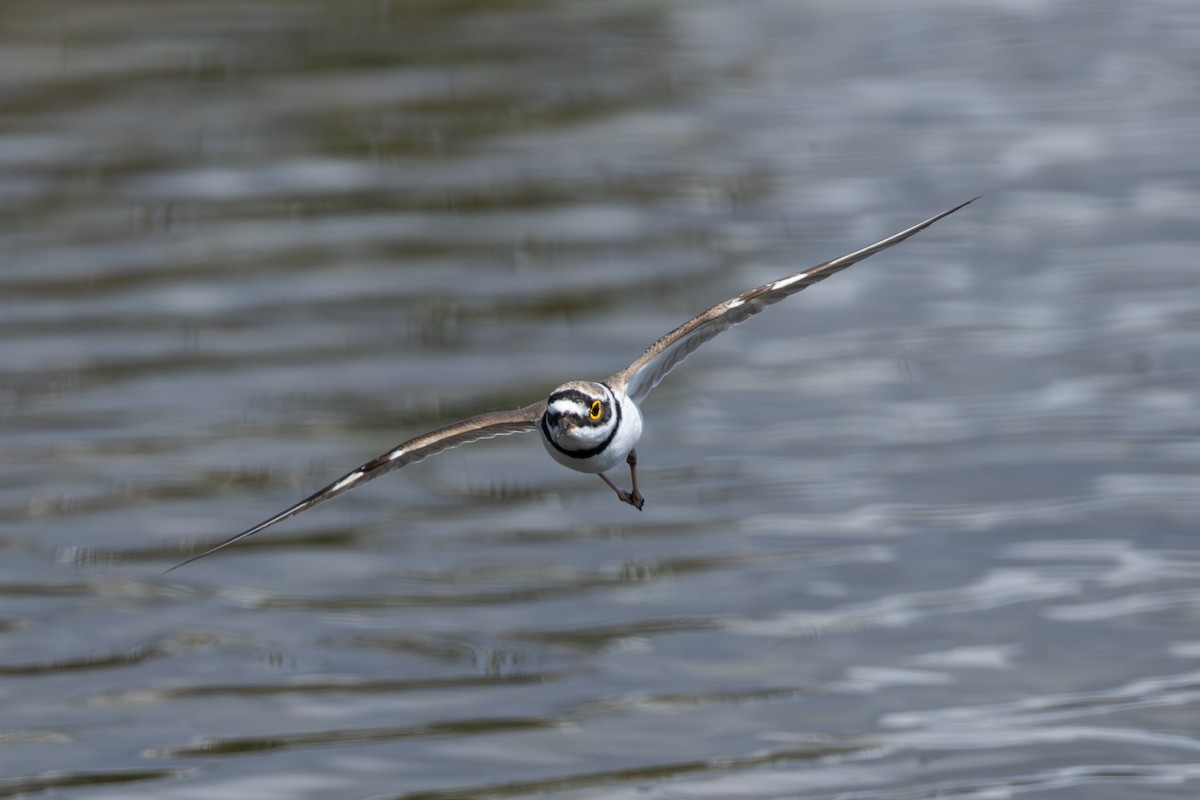 Little Ringed Plover - ML619623629