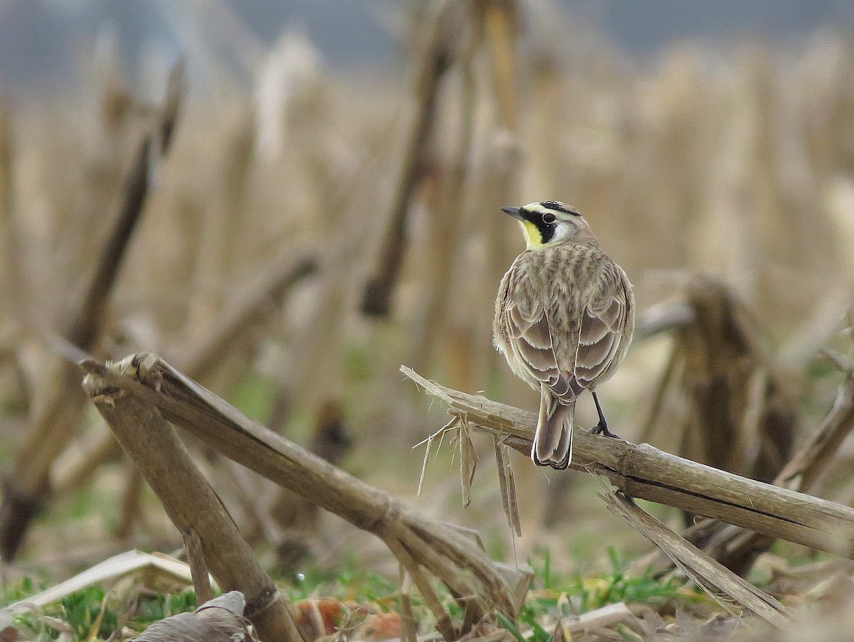 Horned Lark - Ian Teaell