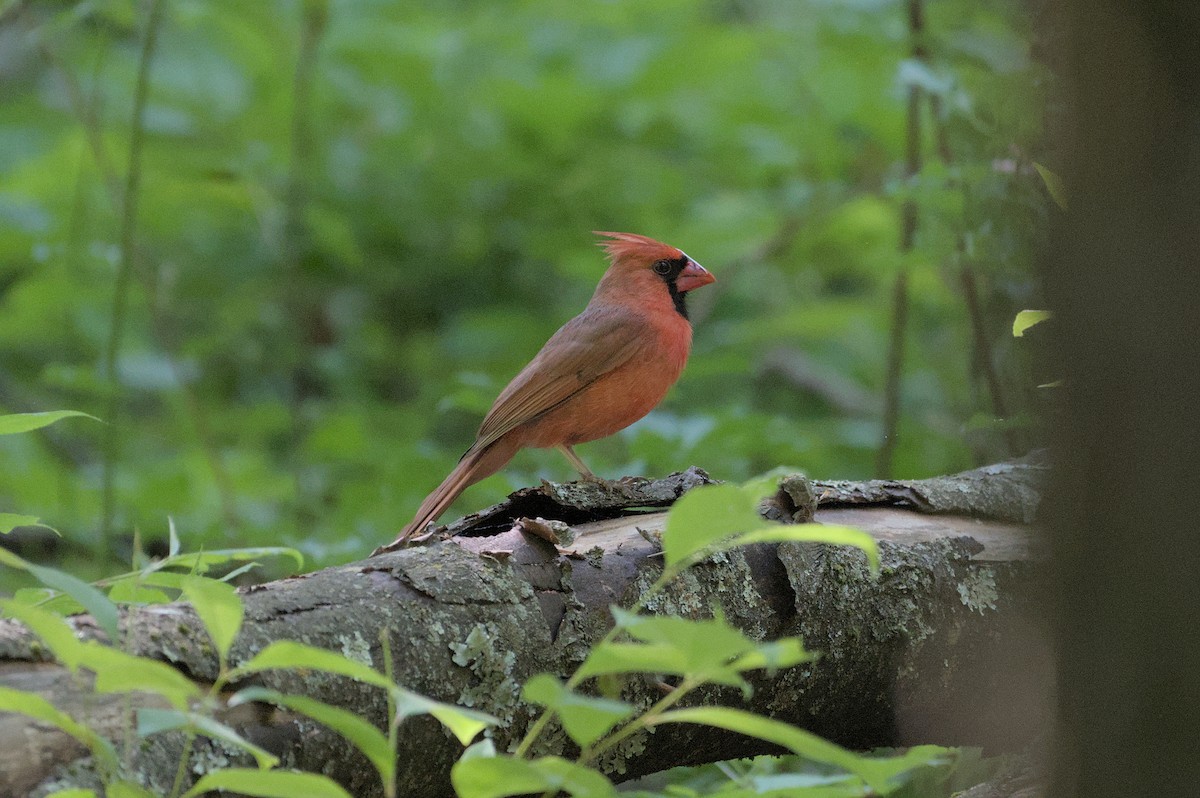 Northern Cardinal - Robert Howard